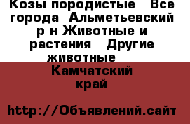 Козы породистые - Все города, Альметьевский р-н Животные и растения » Другие животные   . Камчатский край